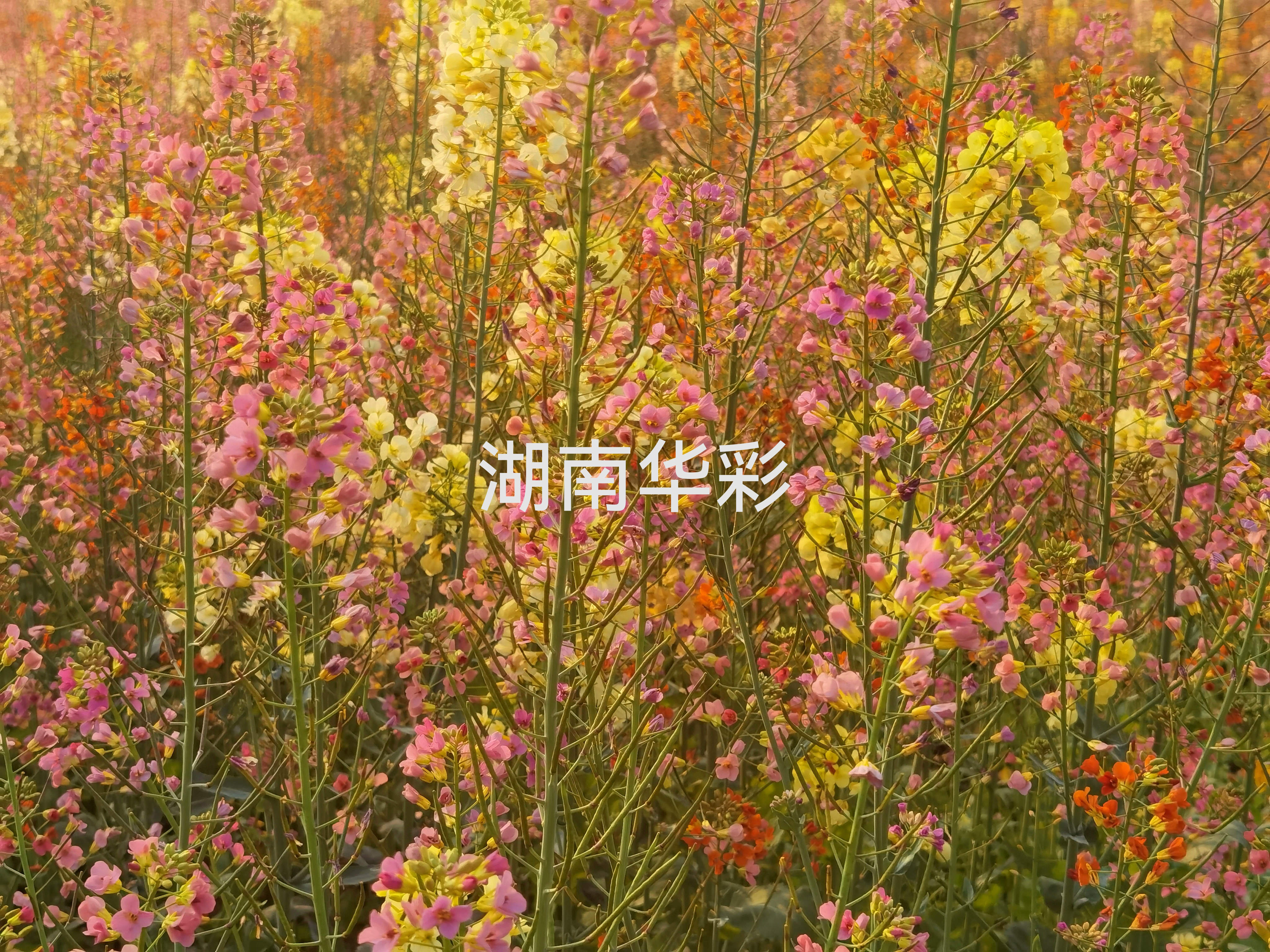 24年度外放颜色