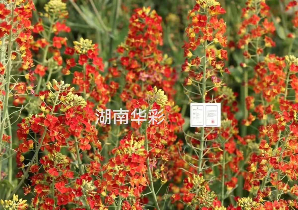 24年度外放颜色