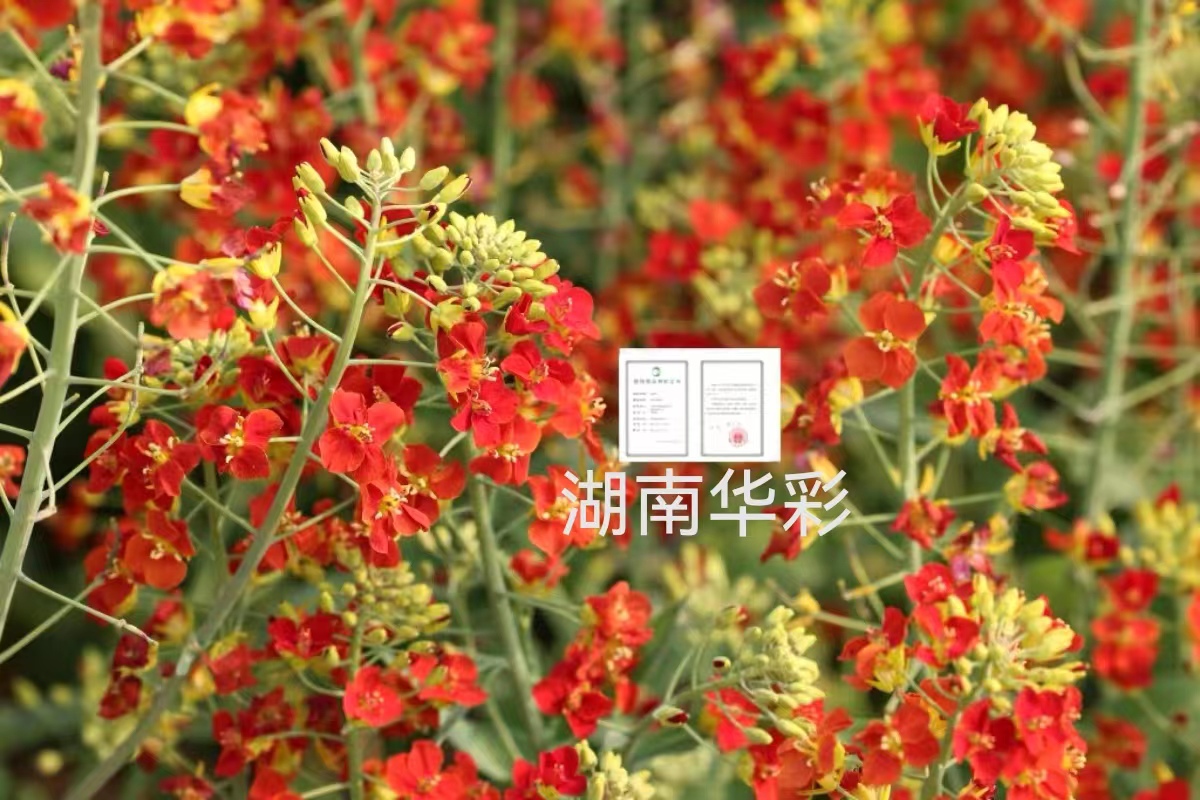 24年度外放颜色