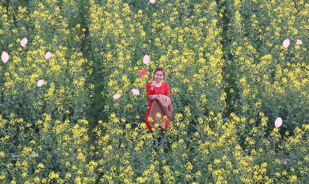 湖南省农业开发,常德茶油的开发,澧县油菜种植,大米研究