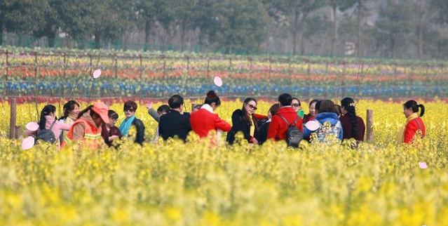 湖南省农业开发,常德茶油的开发,澧县油菜种植,大米研究