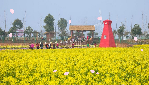 湖南省农业开发,常德茶油的开发,澧县油菜种植,大米研究