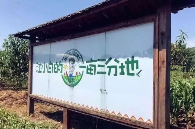 彩色油菜花的研究与开发推广 彩色油菜花的研究与开发推广