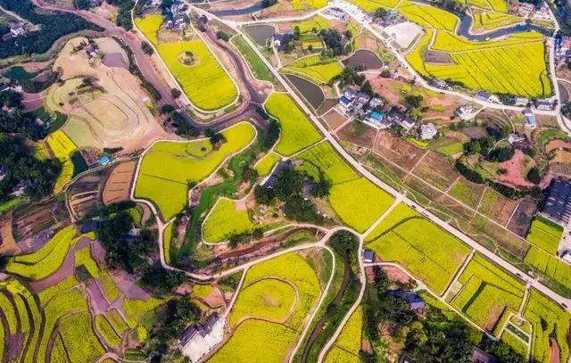 彩色油菜花的研究与开发推广 彩色油菜花的研究与开发推广