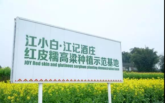 彩色油菜花的研究与开发推广 彩色油菜花的研究与开发推广