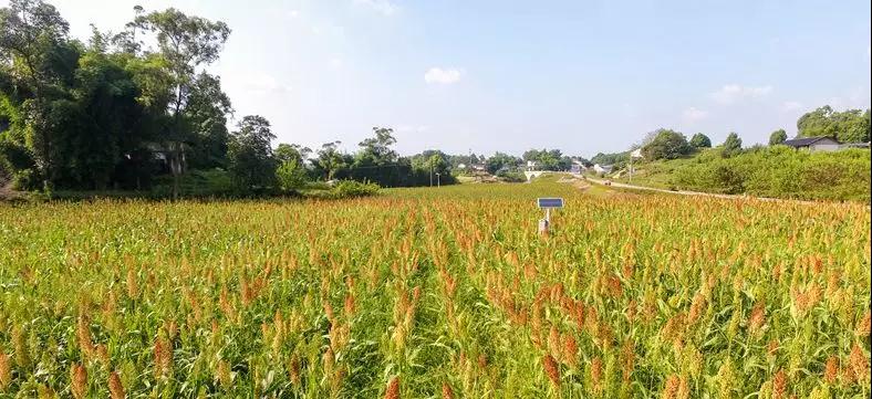 彩色油菜花的研究与开发推广 彩色油菜花的研究与开发推广