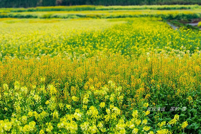 彩色油菜花的研究与开发推广 彩色油菜花的研究与开发推广