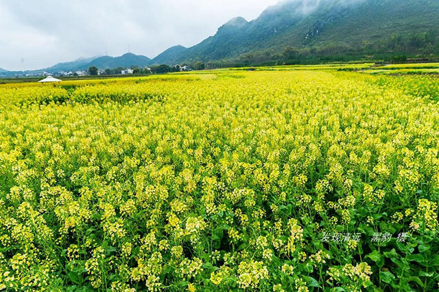 彩色油菜花的研究与开发推广 彩色油菜花的研究与开发推广