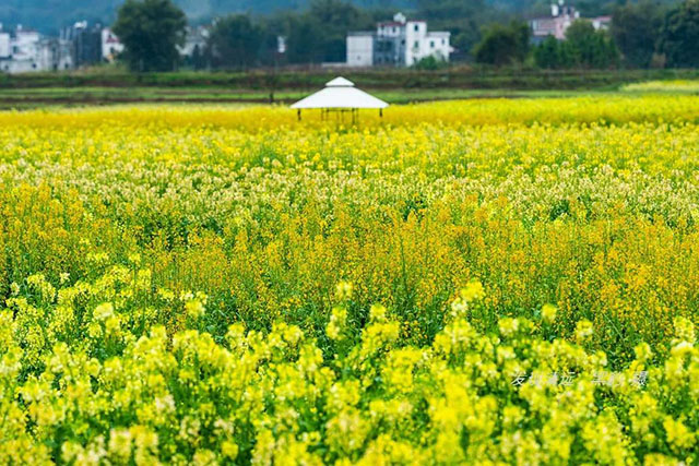 彩色油菜花的研究与开发推广 彩色油菜花的研究与开发推广