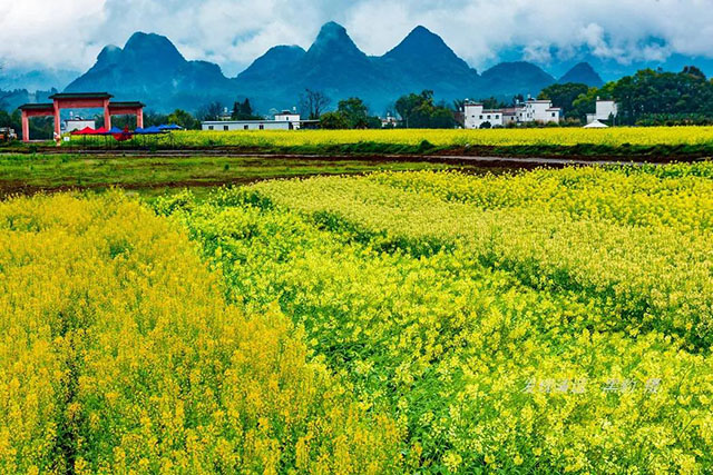 彩色油菜花的研究与开发推广 彩色油菜花的研究与开发推广