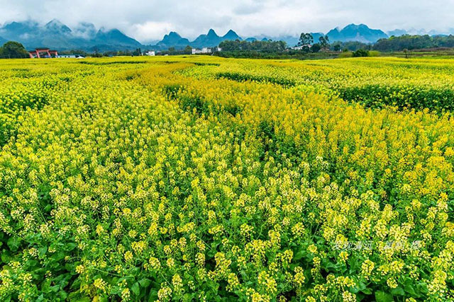 彩色油菜花的研究与开发推广 彩色油菜花的研究与开发推广