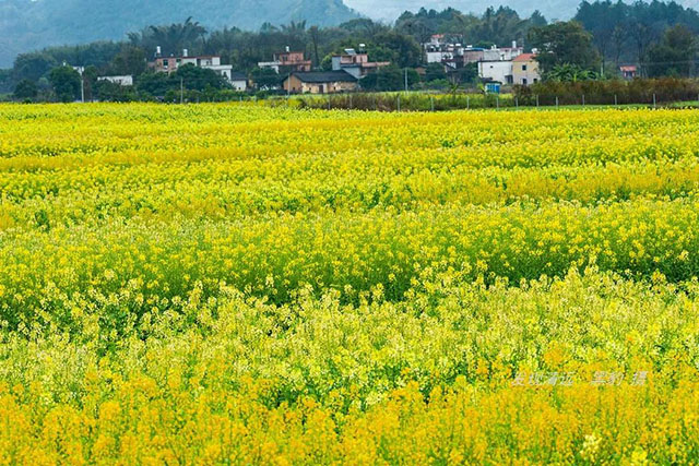 彩色油菜花的研究与开发推广 彩色油菜花的研究与开发推广