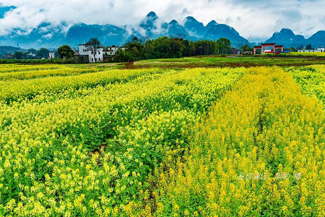 彩色油菜花的研究与开发推广 彩色油菜花的研究与开发推广