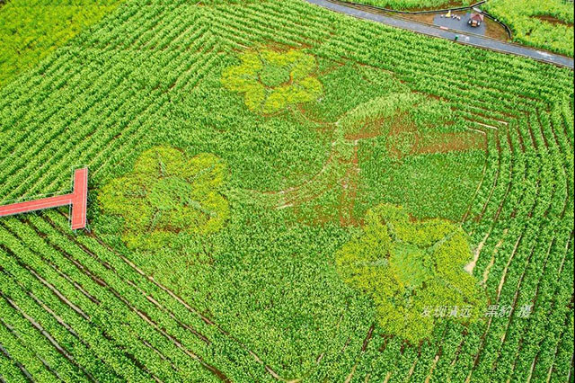 彩色油菜花的研究与开发推广 彩色油菜花的研究与开发推广