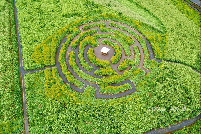 彩色油菜花的研究与开发推广 彩色油菜花的研究与开发推广