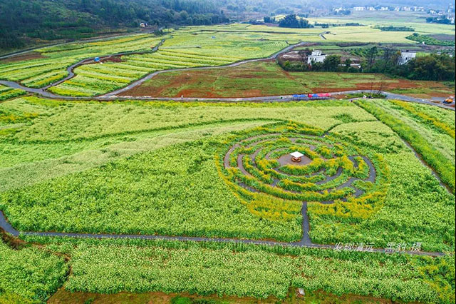 彩色油菜花的研究与开发推广 彩色油菜花的研究与开发推广