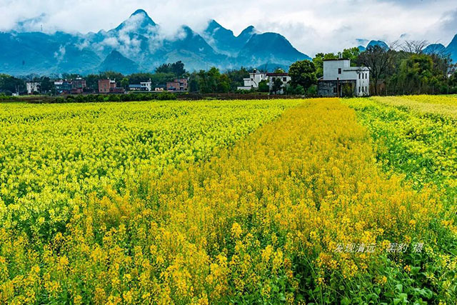 彩色油菜花的研究与开发推广 彩色油菜花的研究与开发推广