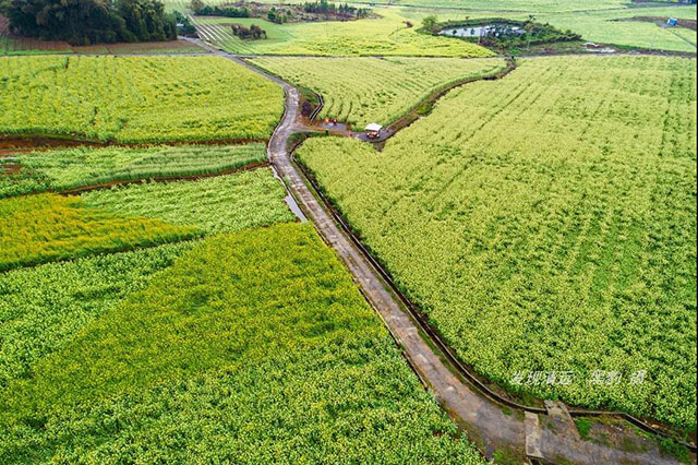 彩色油菜花的研究与开发推广 彩色油菜花的研究与开发推广