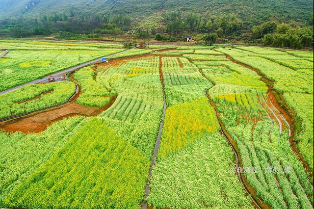 彩色油菜花的研究与开发推广 彩色油菜花的研究与开发推广