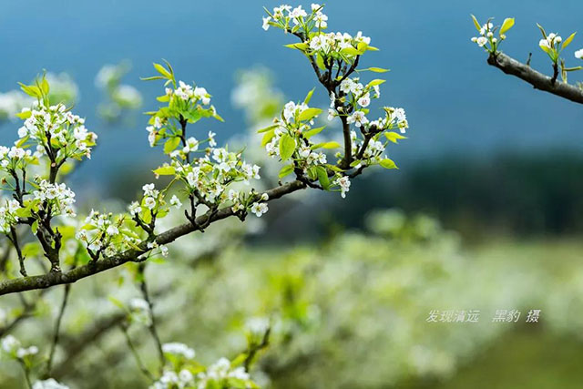 彩色油菜花的研究与开发推广 彩色油菜花的研究与开发推广