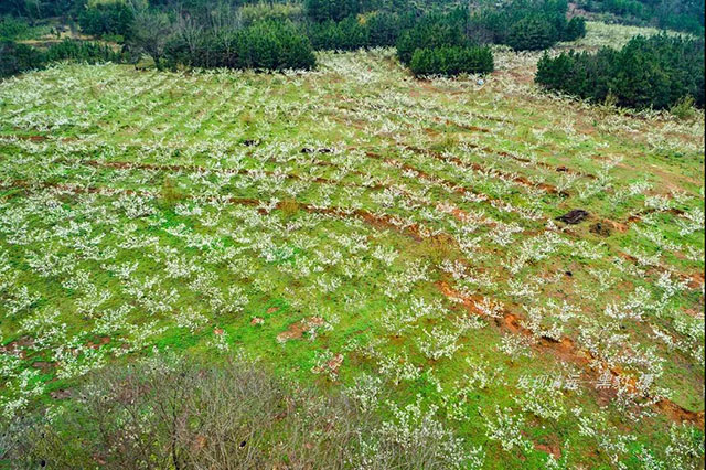 彩色油菜花的研究与开发推广 彩色油菜花的研究与开发推广