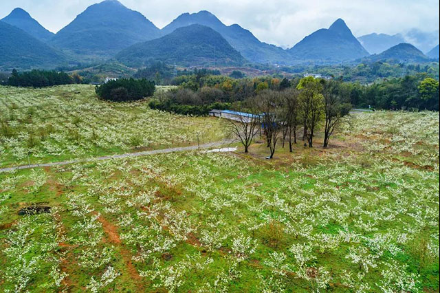 彩色油菜花的研究与开发推广 彩色油菜花的研究与开发推广