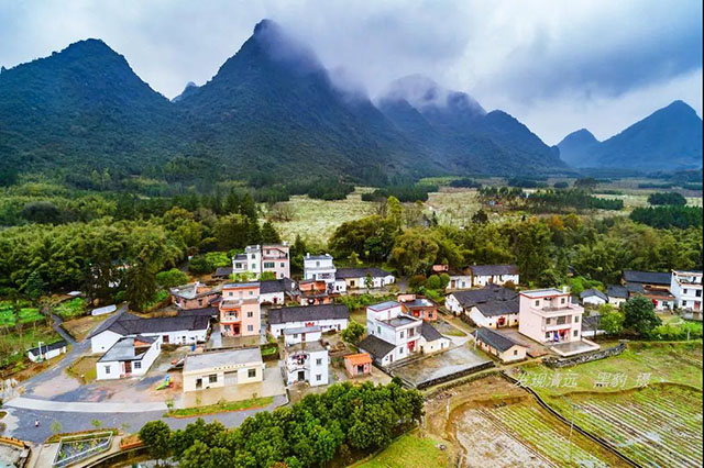 彩色油菜花的研究与开发推广 彩色油菜花的研究与开发推广