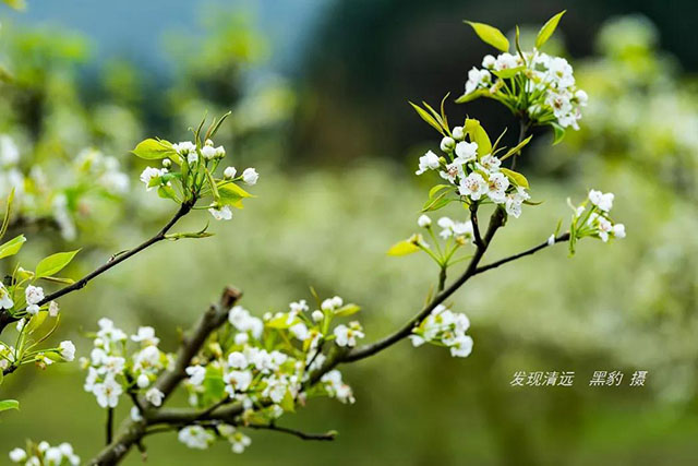 彩色油菜花的研究与开发推广 彩色油菜花的研究与开发推广