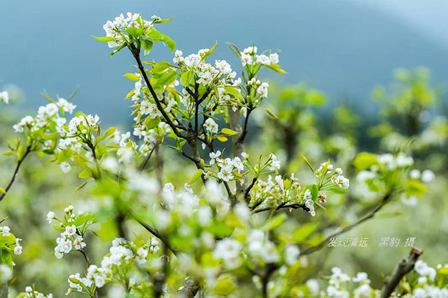 彩色油菜花的研究与开发推广 彩色油菜花的研究与开发推广