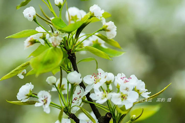 彩色油菜花的研究与开发推广 彩色油菜花的研究与开发推广