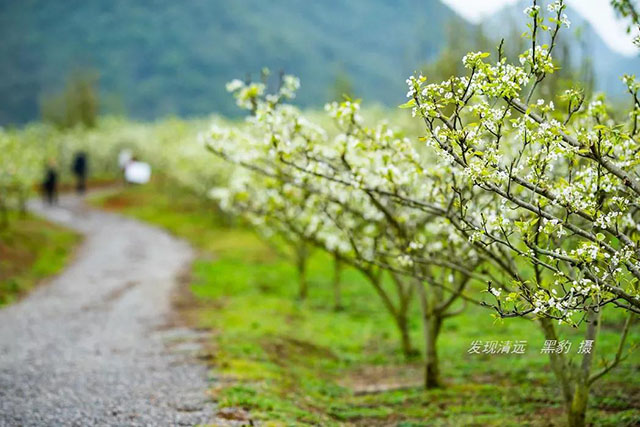 彩色油菜花的研究与开发推广 彩色油菜花的研究与开发推广