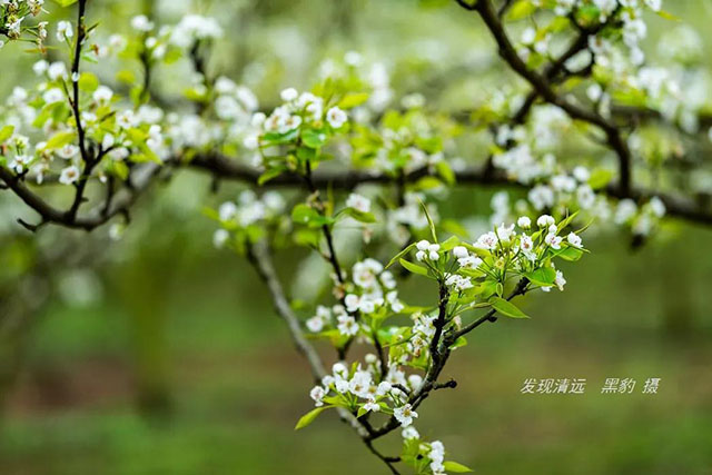 彩色油菜花的研究与开发推广 彩色油菜花的研究与开发推广