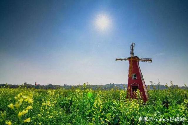 彩色油菜花的研究与开发推广 彩色油菜花的研究与开发推广