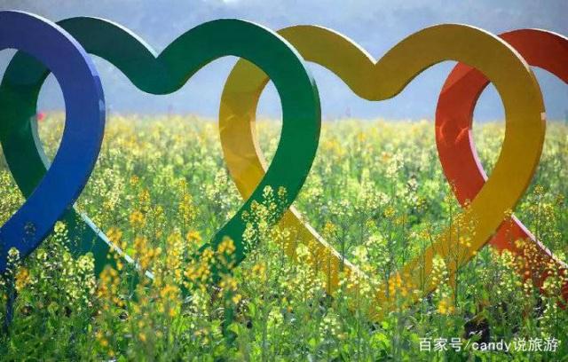 彩色油菜花的研究与开发推广 彩色油菜花的研究与开发推广