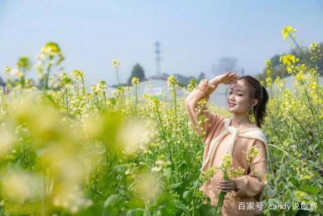 彩色油菜花的研究与开发推广 彩色油菜花的研究与开发推广