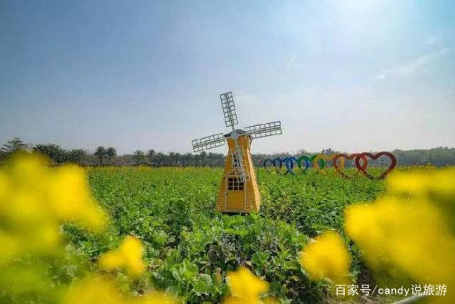 彩色油菜花的研究与开发推广 彩色油菜花的研究与开发推广