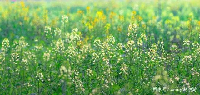 彩色油菜花的研究与开发推广 彩色油菜花的研究与开发推广