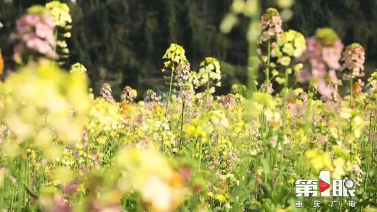彩色油菜花的研究与开发推广