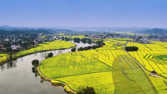 彩色油菜花的研究与开发推广