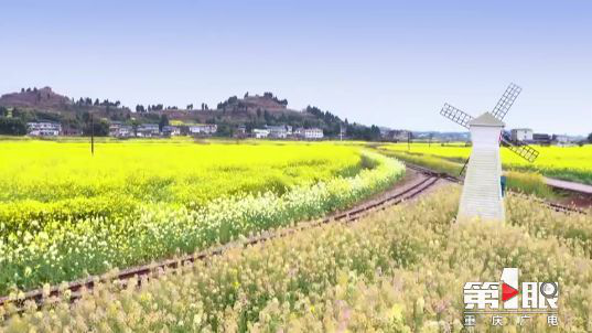 彩色油菜花的研究与开发推广