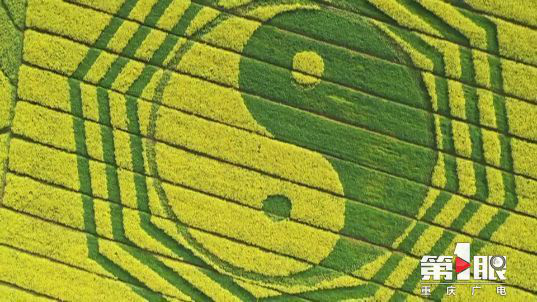 彩色油菜花的研究与开发推广