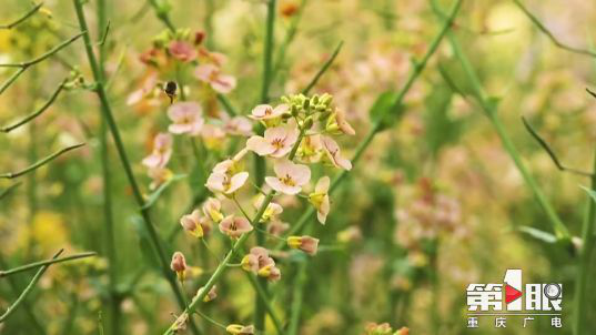 彩色油菜花的研究与开发推广