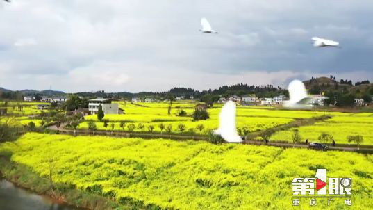 彩色油菜花的研究与开发推广