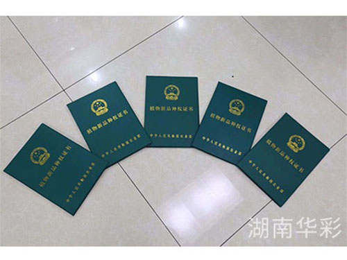 彩色油菜花的研究与开发推广