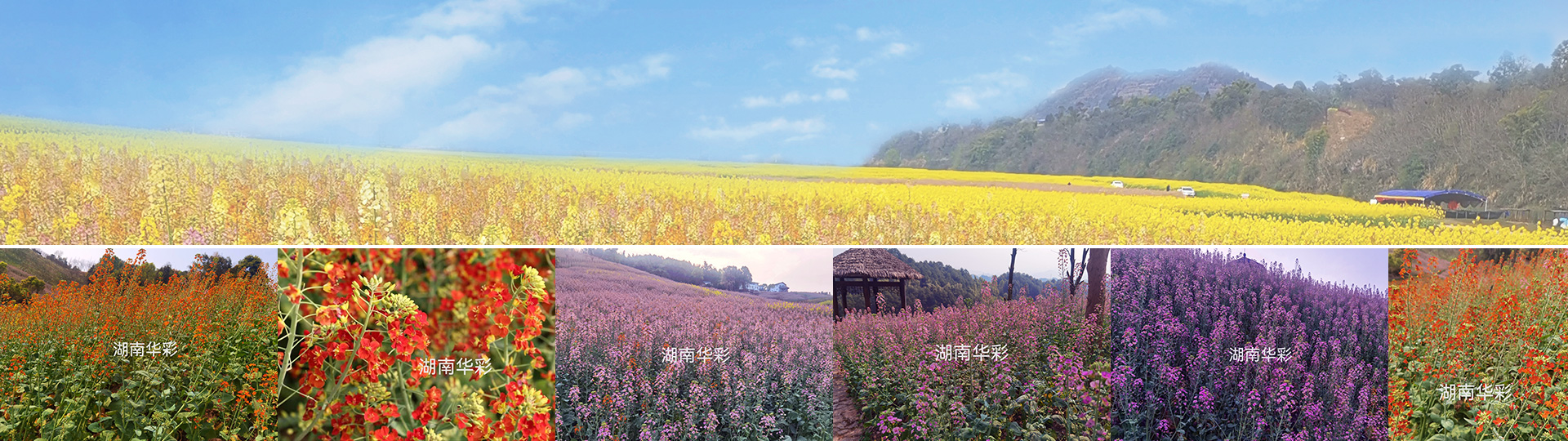 彩色油菜花的研究与开发推广