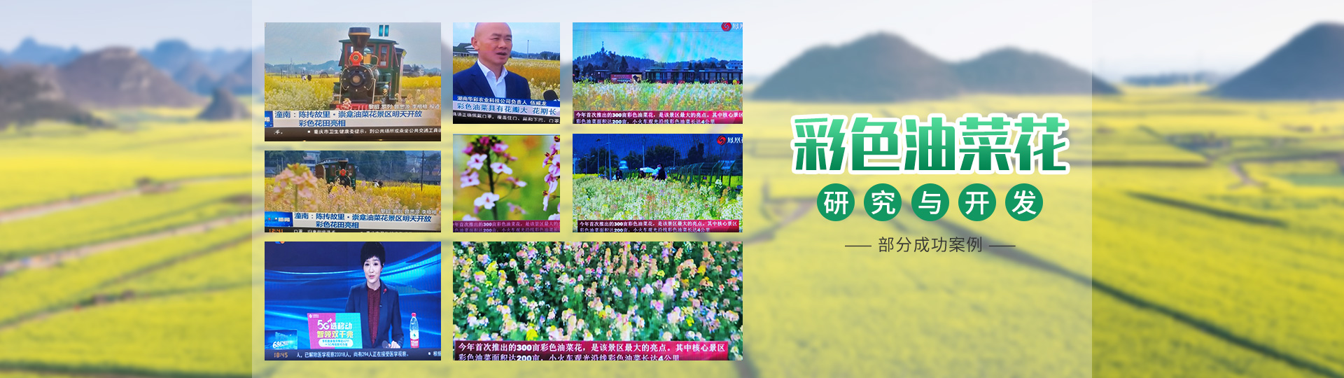 彩色油菜花的研究与开发推广