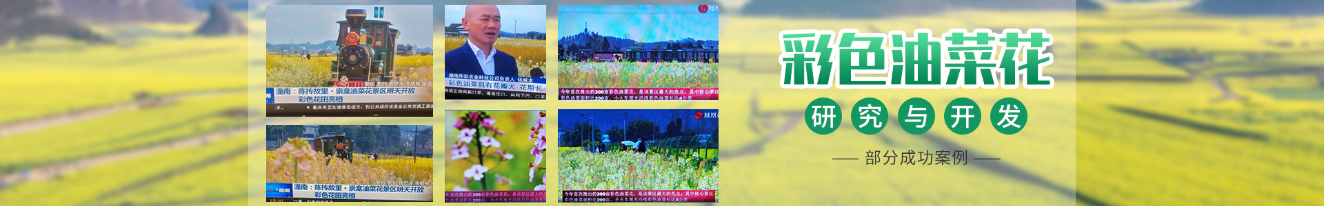 彩色油菜花的研究与开发推广