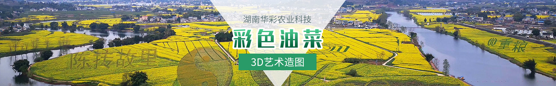 彩色油菜花的研究与开发推广