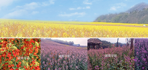 彩色油菜花的研究与开发推广